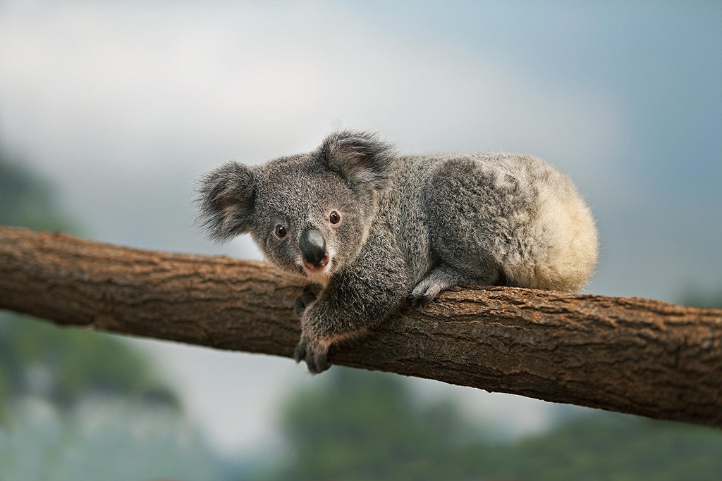 KOALA au zoo de beauval