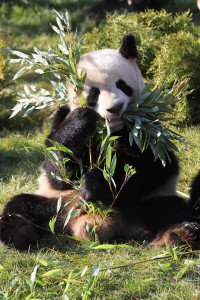 voir des pandas en France au zoo de beauval