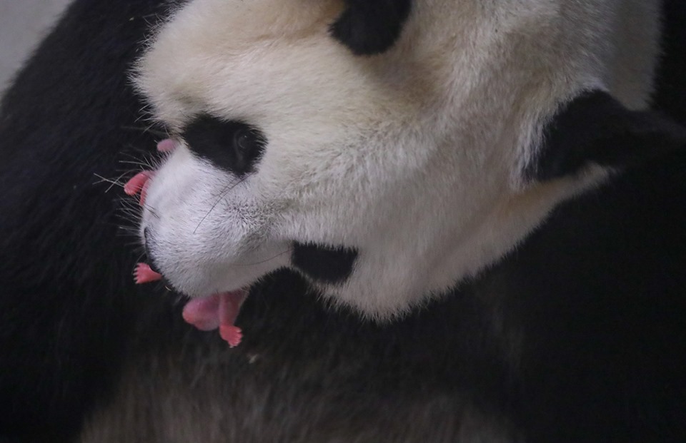 bébé pandas pairi daiza