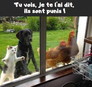 animaux regardent humains confinés blague meme