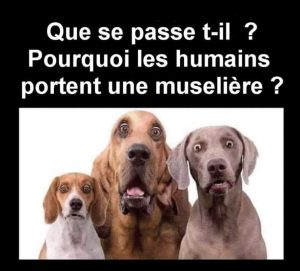 chiens regardent humains avec les masques