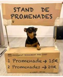 chien profiteur promenade payante confinement