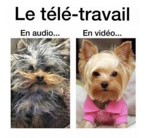 difference d'allure en visio conference avec ou sans video, ici avec chiens en pohoto pour blague marrante