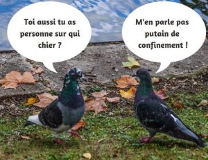 humour quanrantantaine cronavirus pigeons ont personne sur qui faire caca