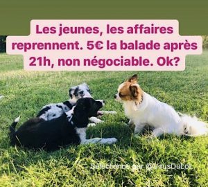 chiens à louer pour promenade nocturne anti couvre-feu 