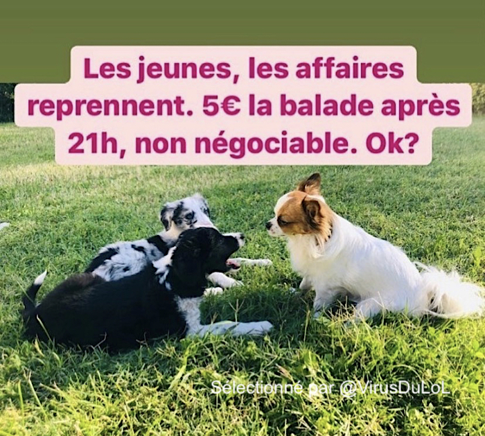 Certains humoristes tels que dieudonné, patrick timsit, pierre desproges. Blague Chien A Louer Couvre Feu Paris 2020 Parcs D Attractions Et De Loisirs