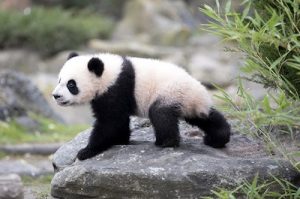 nouveau en 2022 dans les zoo en France - bébé panda beauval