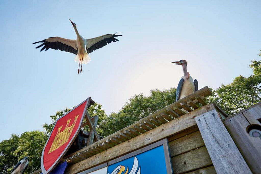 spectacle des oiseaux au Puy du Fou bal des oiseaux fantomes