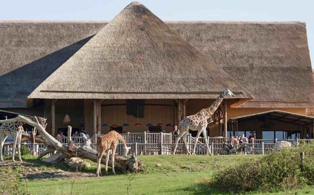 hotel savana reserve au Pal avec girafes devant