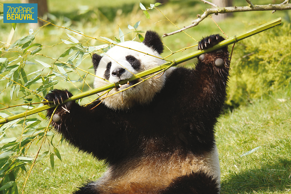 ZooParc de Beauval guide du parc, météo, tarifs des billets, logements