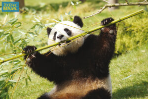 Panda à Beauval