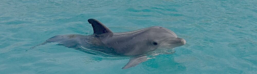 Dauphin Marineland Beauval