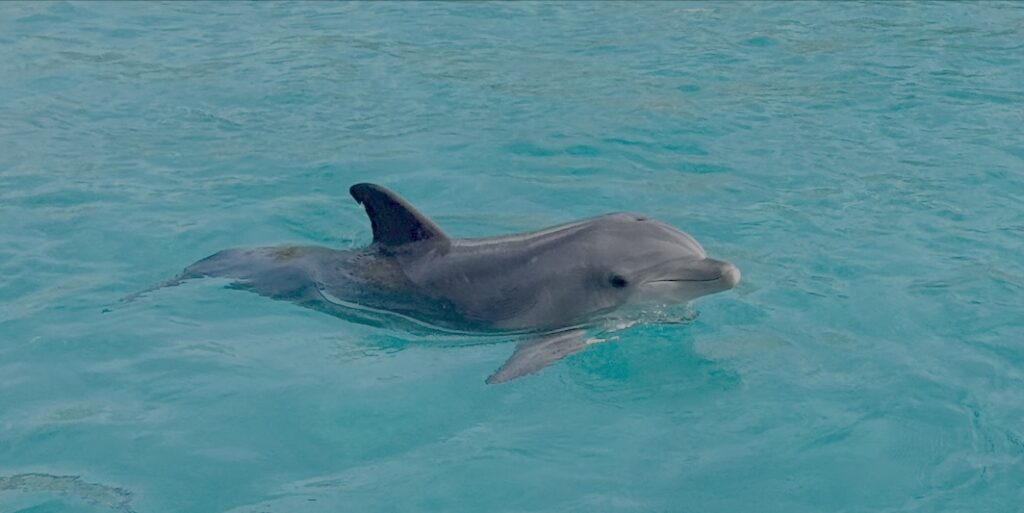 Dauphin Marineland Beauval