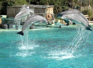 dauphin marineland zooparc beauval